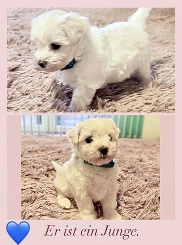 Liebevolle Malteser-Welpen – 4 Mädchen & 2 Jungen