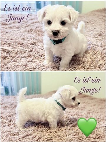 Liebevolle Malteser-Welpen – 4 Mädchen & 2 Jungen