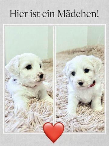 Liebevolle Malteser-Welpen – 4 Mädchen & 2 Jungen