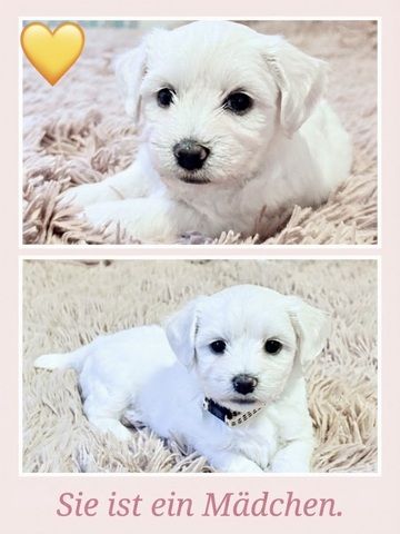 Liebevolle Malteser-Welpen – 4 Mädchen & 2 Jungen