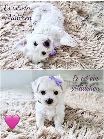 Liebevolle Malteser-Welpen – 4 Mädchen & 2 Jungen