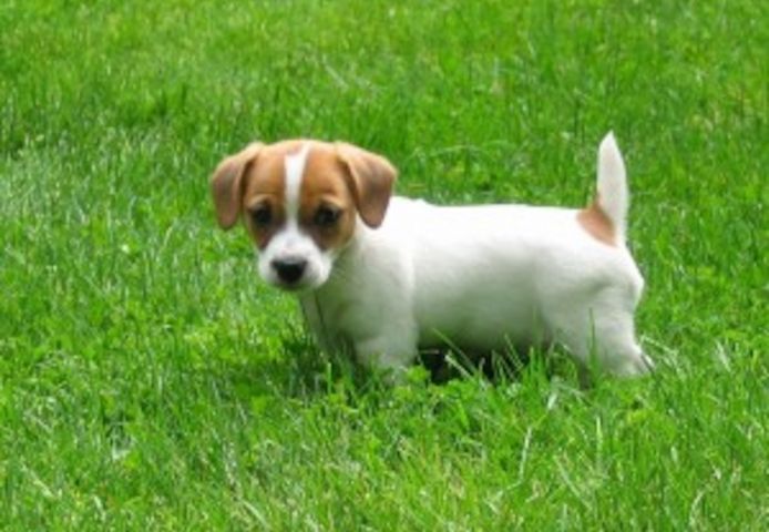 Reinrassige Jack Russell Terrier