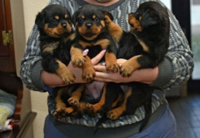 Registrierte Rottweiler