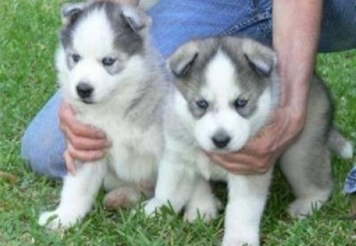 Süßer Siberian-Husky-Wurf