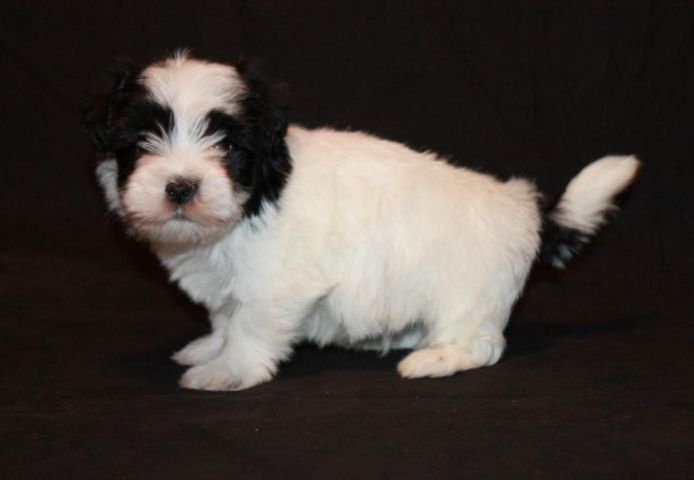 Havaneser-Welpen zur Adoption