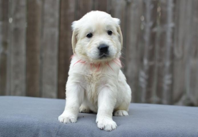 Golden-Retriever-Welpen