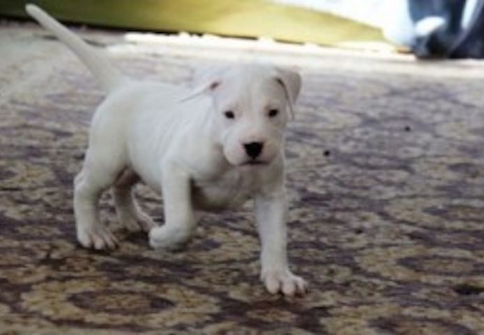 Dogo-Argentino-Welpen