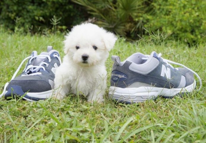 Bichon-Frisé-Welpe (Weibchen)