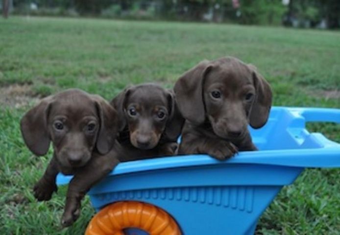 Mini-Dackelwelpe zu verkaufen