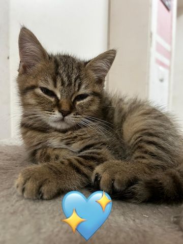 🐾 3 kleine Kater & 1 bezaubernde Katze suchen ihr Für-immer-Zuhause 🐾❤️