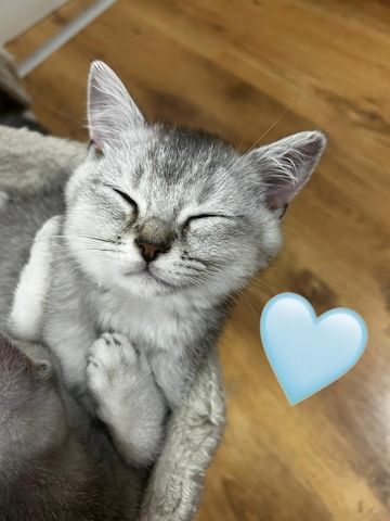 🐾 3 kleine Kater & 1 bezaubernde Katze suchen ihr Für-immer-Zuhause 🐾❤️
