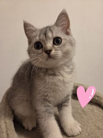 🐾 3 kleine Kater & 1 bezaubernde Katze suchen ihr Für-immer-Zuhause 🐾❤️