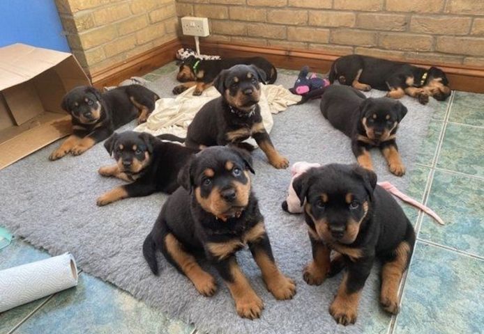 Rottweilerwelpen mit Stammbaum