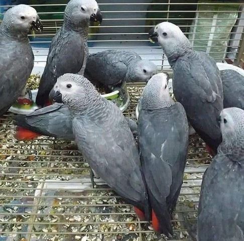 KONGO GRAU PAPAGIENE