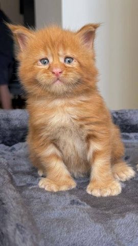 Full Maine Coon Kittens