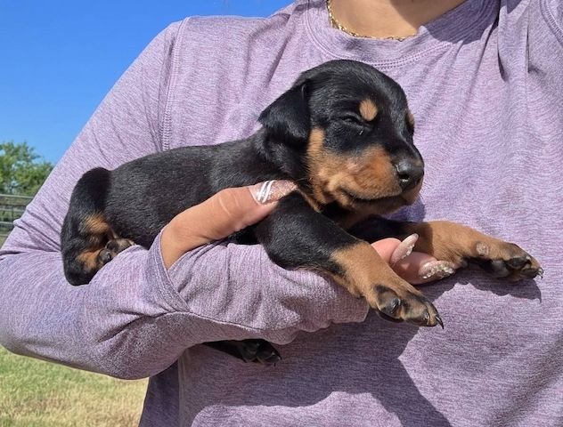 European doberman puppies