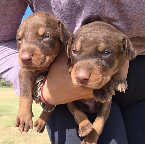 European doberman puppies