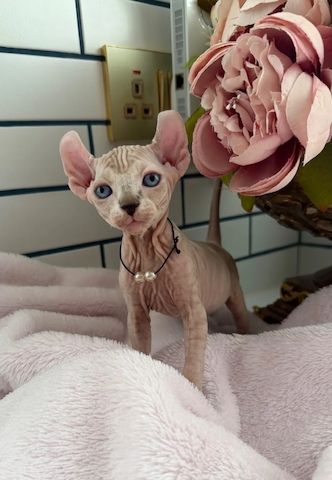 Würfe von Sphynx-Kätzchen abzugeben.