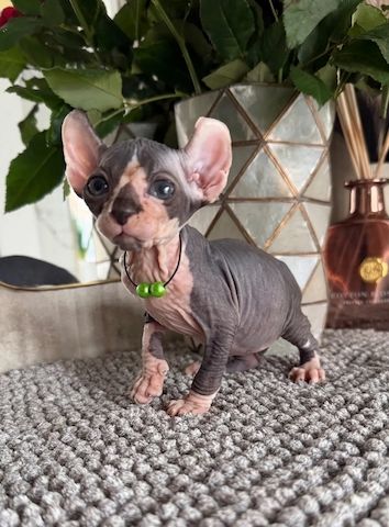 13 Sphynx-Kätzchen