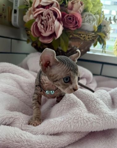 Würfe von Sphynx-Kätzchen