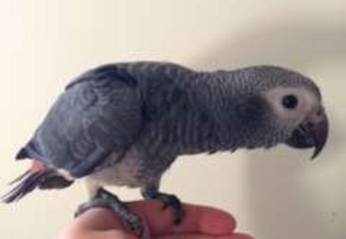 Graupapagei