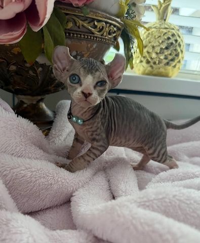 Sphynx-Kätzchen abzugeben.