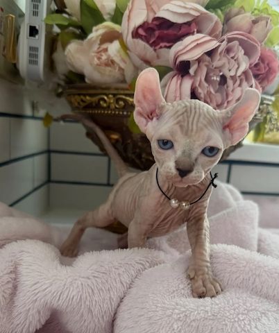 Sphynx-Kätzchen