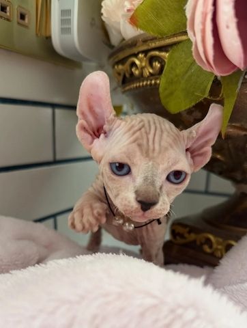 Sphynx-Kätzchen