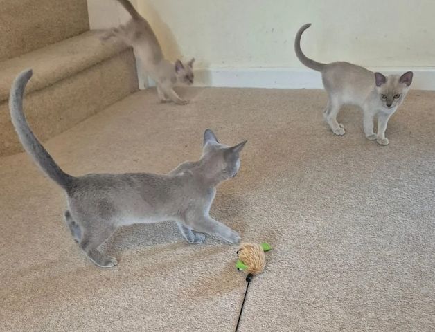 Burma-Kätzchen suchen ein ganz besonderes Zuhause bei einer liebevollen Familie.