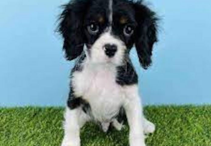 Cavalier-King-Charles-Welpen. WhatsApp: +44 7469 456352