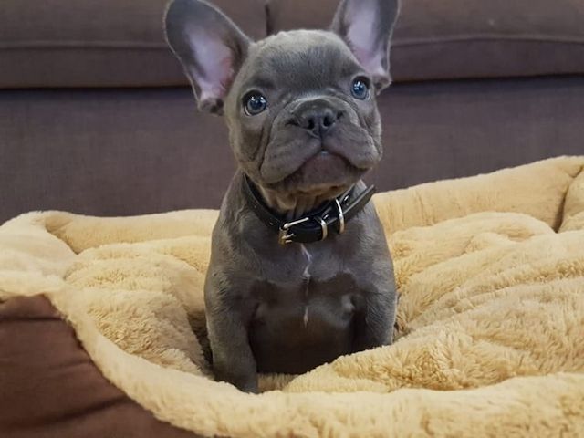 Französische Bulldoggen Welpen mit Ahnentafel