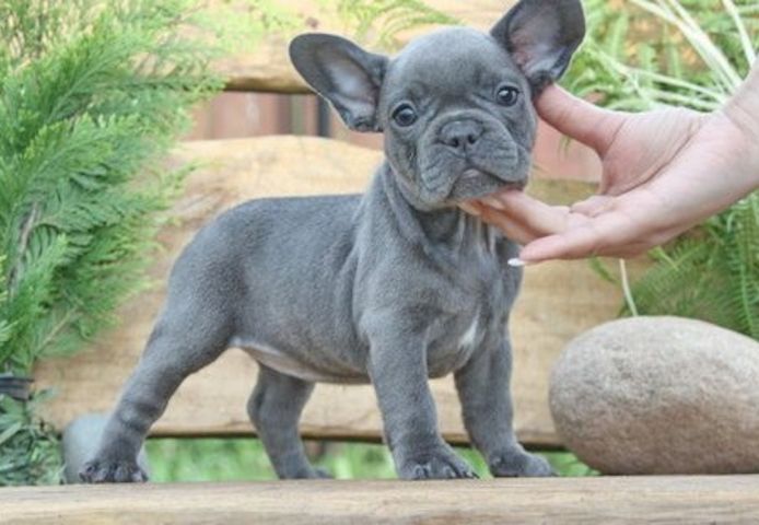 Französische Bulldoggen Welpen mit Ahnentafel