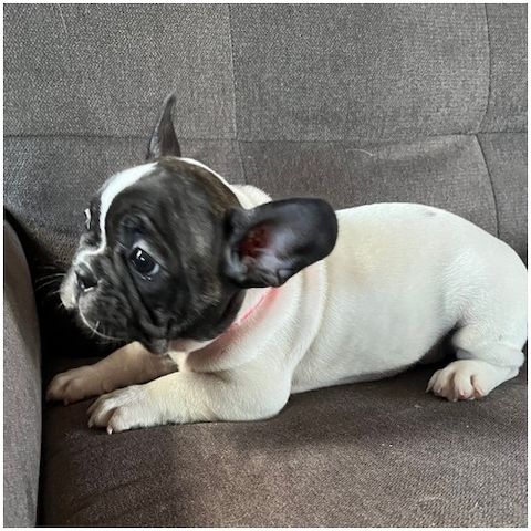 Französische Bulldoggen Welpen mit Ahnentafel