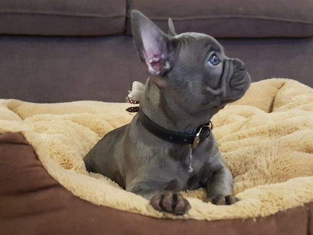 Französische Bulldoggen Welpen mit Ahnentafel