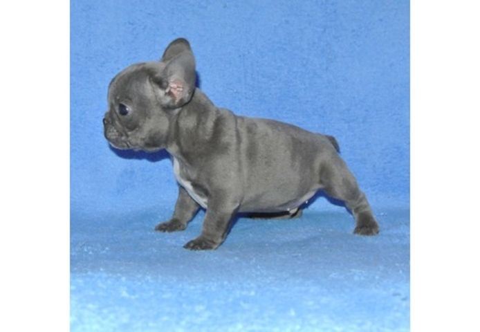 Französische Bulldoggen Welpen mit Ahnentafel