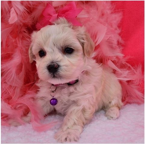 Maltipoo Welpen suchen liebevolles Zuhause