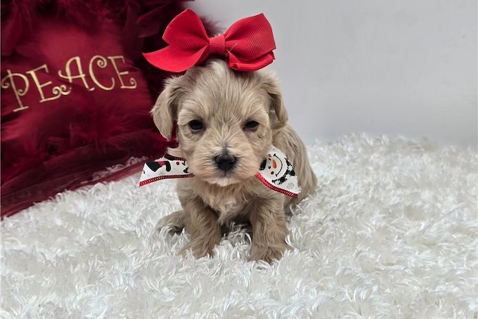 Maltipoo Welpen