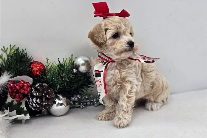 Maltipoo Welpen