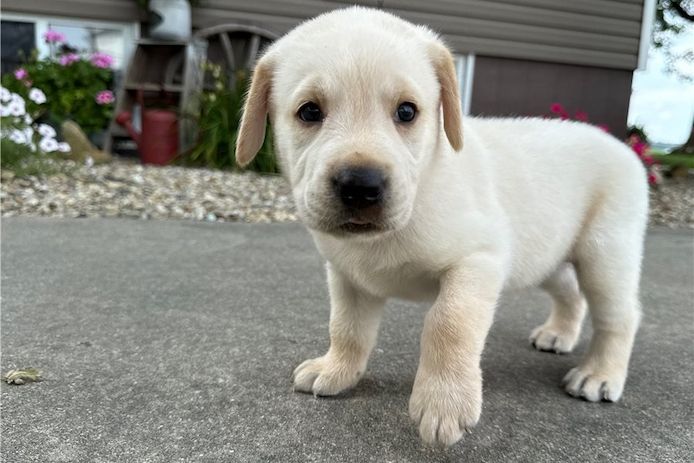Süße Labrador Welpen mit Papieren