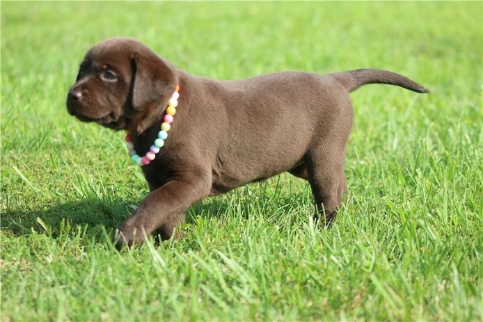 Süße Labrador Welpen mit Papieren