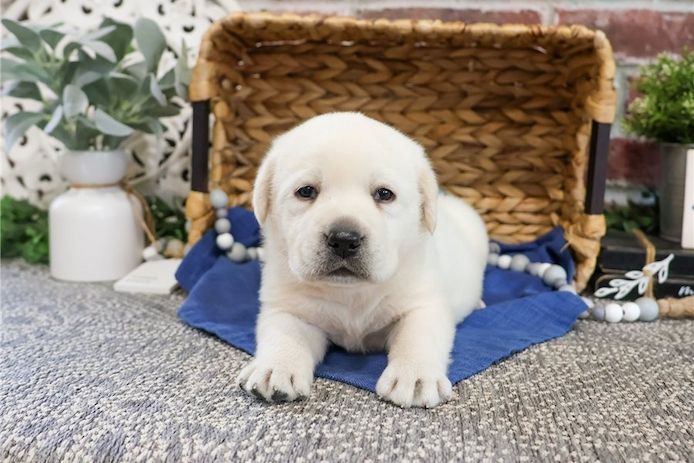 Süße Labrador Welpen mit Papieren
