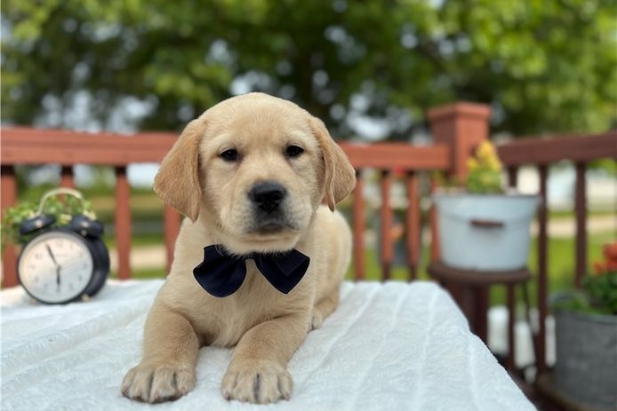 Süße Labrador Welpen mit Papieren