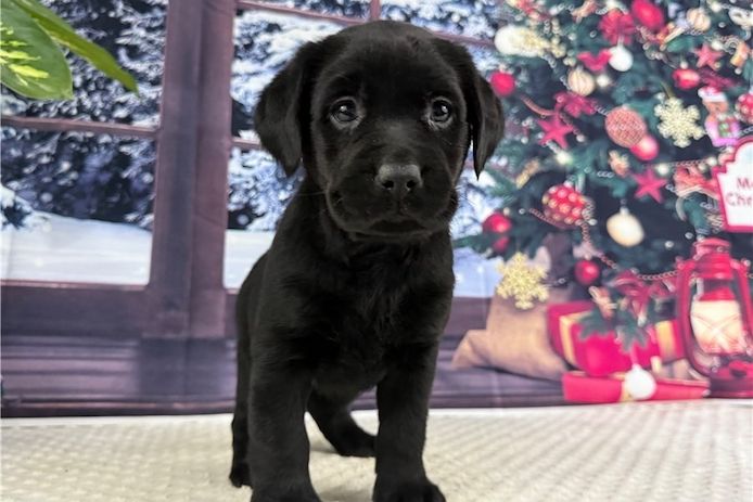 Wunderschöne Labrador Welpen suchen ihr Traumzuhause