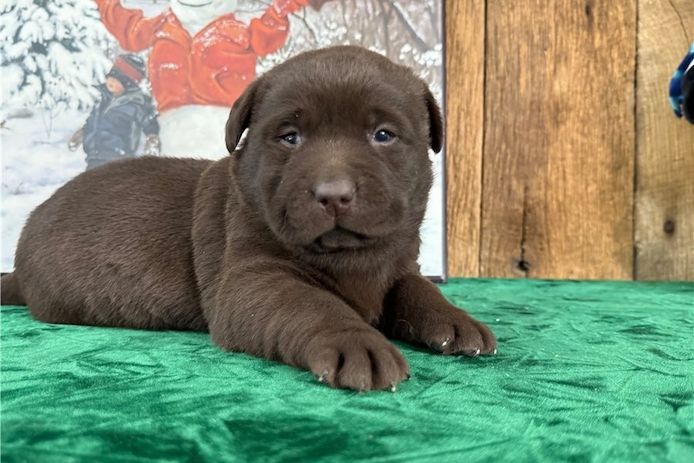 Wunderschöne Labrador Welpen suchen ihr Traumzuhause