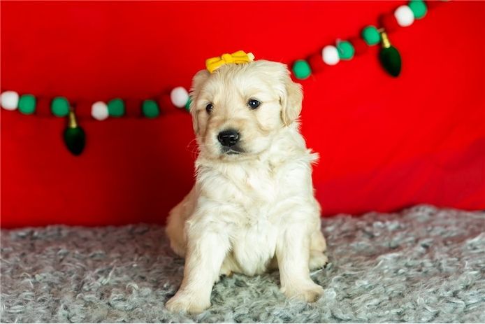 Golden Retriever Welpen suchen Ihre Familie &nbsp;Welpen mit Ahnentafel