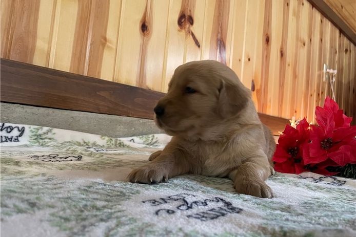 Golden Retriever Welpen suchen Ihre Familie &nbsp;Welpen mit Ahnentafel