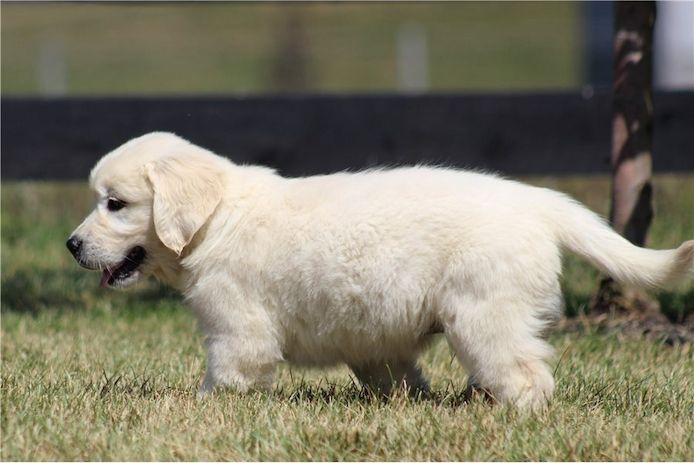 Golden Retriever mit Ahnentafel