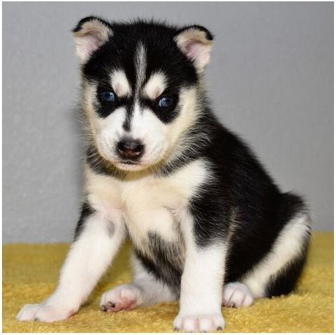 Reinrassige Siberian Husky Welpen mit Blauen und Braunen Augen ein neues und nettes Zuhause