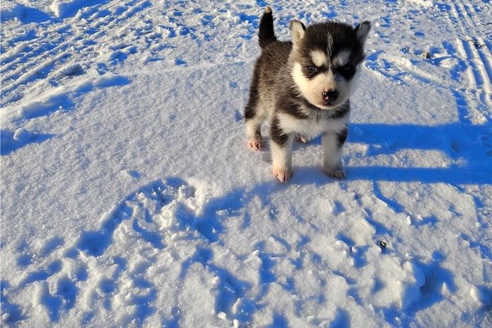 Reinrassige Siberian Husky Welpen