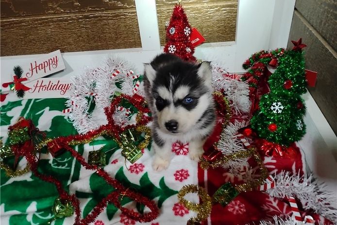 Reinrassige Siberian Husky Welpen